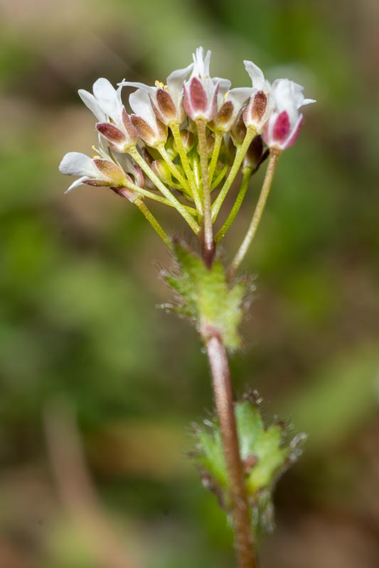 Draba muralis / Draba dei muri